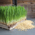 1 Lb, Organic Soybean Seeds Non-GMO Perfect for Sprouting, Tofu, Food Storage, and Crop Ideal for Vegetable Gardens