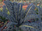 Generic 500 Black Tuscan Lacinato Kale Seeds for Planting AKA Dinosaur Kale Heirloom
