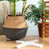 6 Patio(11.8 Inch,White) Panelee Pcs Plant Pot Stand Riser Adjustable Cuttable Plastic Under Plant Stand Prevent Water