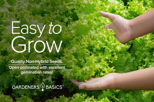 2 Summer, Gardeners Basics, Green Leaf Lettuce Seeds for Planting - (Black Seeded Simpson Variety) Heirloom, Non-GMO