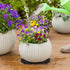 alalalight 12PCS Flower Pot Risers ToesInvisible Plant Pot Feet for Outdoor PlantersIndoor Secure Compressive