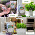 Most Popular Heirloom Non GMO Tea and Herb Seeds for Planting Indoor and Outdoor Garden