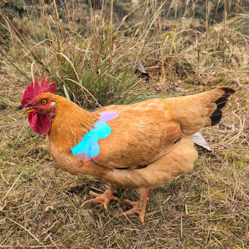 HOUGXD Chicken Saddles for Hens with Detachable Wings, Adjustable Hen Apron Back Protector for Feather Recovery