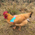 HOUGXD Chicken Saddles for Hens with Detachable Wings, Adjustable Hen Apron Back Protector for Feather Recovery