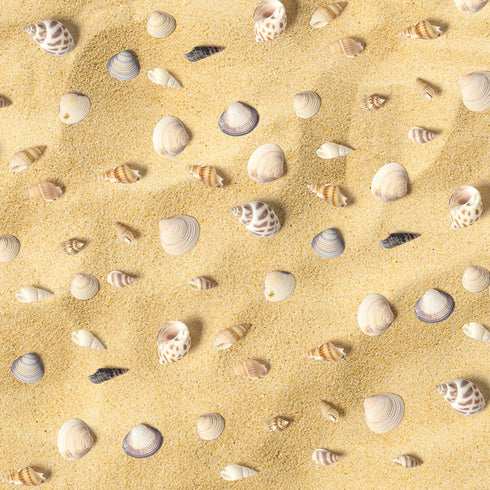 Ira Pollitt Tiny Natural Mixed Ocean Sea Shells, 500pcs, Tiny Miniature Beach Critter Seashells for Crafts, Home