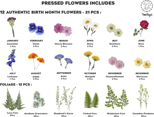 33 Set, 8x10 Twodays Birth Flower Mother's Day Craft Kit for Mom/Grandma - Real Pressed Flowers Art DIY With Double