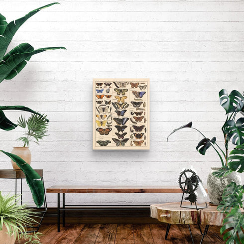 Meishe Vintage Butterflies Insects Art Poster Print, Butterfly Breeds Collection Species Identification Chart