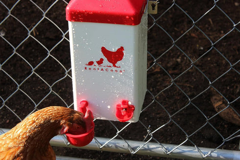 1 2 RentACoop Gallon Chicken Waterer with Auto-Fill Cups, Horizontal Nipples and Anti-Roost Cone - Suitable for Chicks