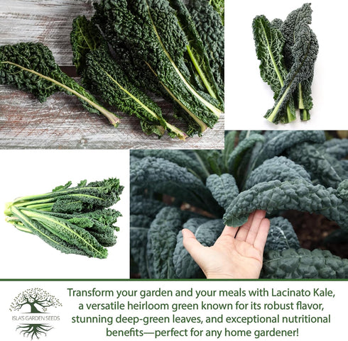 500+ Lacinato Kale Seeds (Brassica oleracea var. palmifolia) Heirloom Non-GMO Seeds by Islas Garden Seeds, Dark