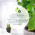 6 Pack Live Aromatic and Edible Herb Assortment (Rosemary, Eucalyptus, Mint, Lemon Balm, Other Assorted Herbs), Plants
