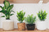 Ouddy Decor 6 Bundles Mixed Artificial Greenery Stems, Faux Eucalyptus Rosemary Magnolia for Home Decor