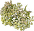 M2cbridge Pack of 6 Green Artificial Berry Stems Christmas Picks Wreath Ornament(Frost Green)