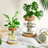 4 Layhit Pcs Plants Propagation Stations vases Glass Planters with Wooden Lid and Bamboo Stand for Hydroponic Plants