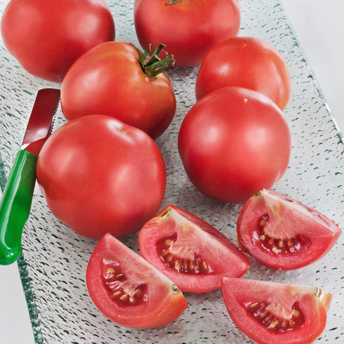 19.3 oz. 4-pack Bonnie Plants Early Girl Tomato
