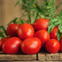 3 6-Pack Bonnie Plants Roma Tomato Plugs, Live Plants, Ideal for Raised Beds and In-Ground Gardens, Paste Tomato Good