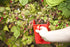 8.5 5.5", Linden Sweden Jonas Berry Picker Tool - Plastic Rake Comb for Blueberries, Lingonberries, and Huckleberries