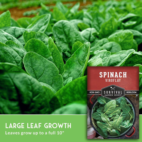10" (1 Pack) Viroflay Spinach Seeds for Planting Giant Heirloom Variety with Tender Sweet Leaves Fast Growing Cold