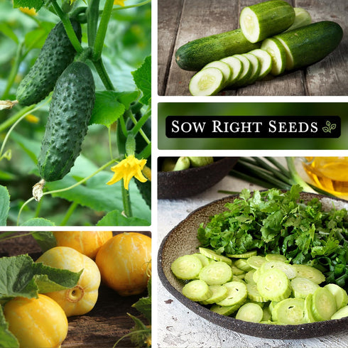 Pack Packets Sow Right Seeds - Cucumber Seed Collection for Planting - Pale Armenian, Pickling, Lemon, Beit Alpha