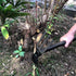ZOG Garden Big Hand Digger and Hoe Combo Garden Tool,Heavy Duty Hand Tiller,Garden Hoe,Cultivator,Non-Slip Handle & Anti-Rust Head is The Perfect Dual Headed Weeding Tool.(Big)