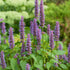 (1 Pack) Seed Needs Anise Hyssop Seeds for Planting Agastache foeniculum - Non-GMO Heirloom & Untreated - Grow a