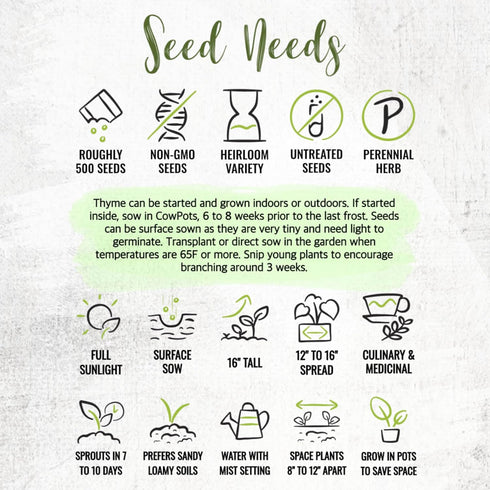 (1 Pack) Seed Needs Thyme Seeds for Planting - Non-GMO Heirloom & Untreated Perennial Herb Seed to Plant a Culinary