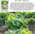 2500+ Iceberg Lettuce Seeds (Lactuca Sativa VAR) Heirloom Non-GMO Seeds by Islas Garden Seeds, Crisp Round Heads