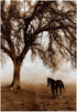 3D Rose Western Sepia Toned Horse on a Ranch with Oak Tree Towel, 15" x 22", Multicolor