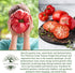 50+ 1 8595 Summer The Delicious Giant Beefsteak Tomato Seeds (Solanum lycopersicum) Heirloom Non-GMO Seeds by Islas