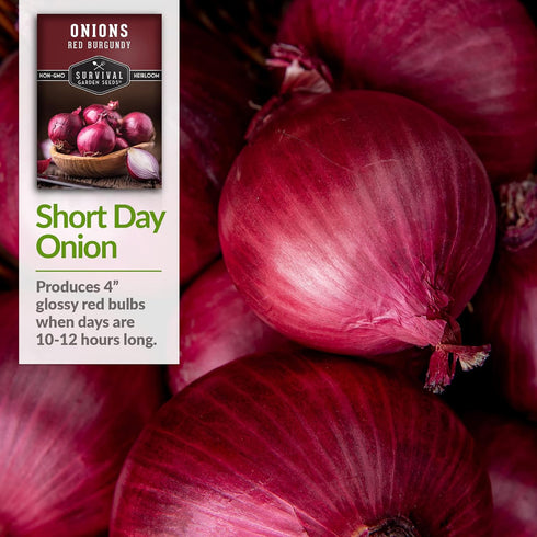 (1 Pack) Red Burgundy Onion Seeds for Planting Sweet Mild Short Day Red Onions with High Yield & Great Flavor Heirloom
