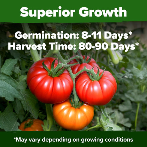 300+ Summer HOME GROWN Beefsteak Tomato Seeds Heirloom Non-GMO Seeds for Planting, High Germination, Indeterminate