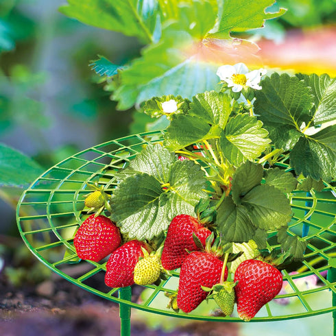 12 Pack (green-12 pack) Strawberry Supports, strawberry holder plants live for planting,Strawberry Growing