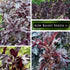 Packet (1) Sow Right Seeds - Purple Ruffles Basil Seeds for Planting - Non-GMO Heirloom with Instructions - Indoors