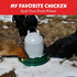 28W -20F, My Favorite Chicken Heated Poultry Waterer Base Electric Chicken Water Heater for Winter, Freeze-Proof