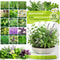 Herb Seeds 15-Pack 4,500+ Non-GMO Heirloom Seeds for Planting Indoor & Outdoor