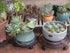 lucpur 12" 3 Packs Metal Plant Caddy with Wheels Large Rolling Plant Stands Indoor Wheeled Plant Dolly Heavy-duty