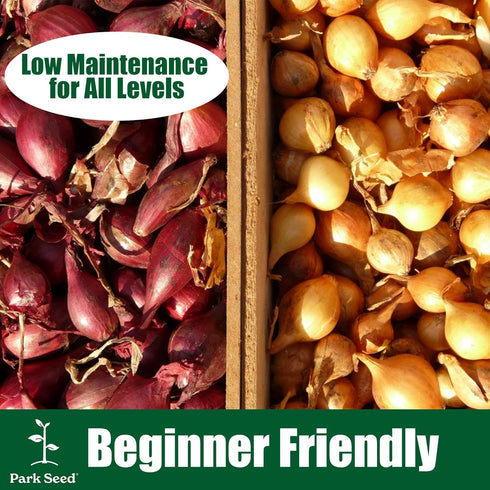 135-Day Bulbs, Pack 200 Park Seed Candy Hybrid Onion Seeds Day-Neutral Yellow Variety, Early and Flavorful Maturity