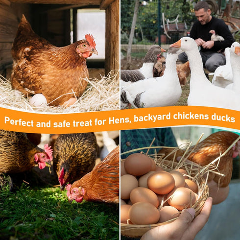 30oz Packed MAQIHAN Chicken Nesting Herbs - Dried Herb for Layer Feed,Coop and Run Insulation,Roosting Bars, Box