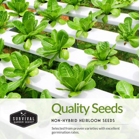 5-Variety Lettuce Seeds Collection Heirloom Romaine (Parris Island), Buttercrunch, Iceberg, Oakleaf, Lolla Rosa