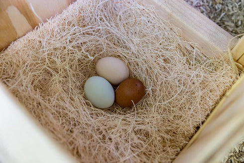 My Favorite Chicken Nesting Box Pads for Chickens - Accessories for Hens, Chicken Coops and Laying Eggs - Square Liners