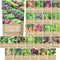 Organic Lettuce & Greens Seed Variety Pack - 25 Individual Packs -