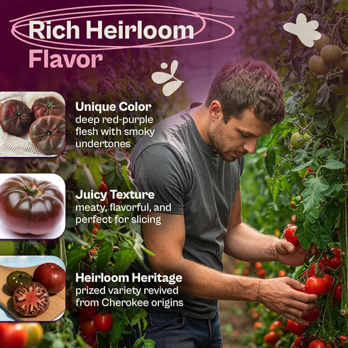 125 Packets SVI Cherokee Purple Tomato Seeds (Solanum lycopersicum) Purple Cherokee Tomato Seed Heirloom Tomatoes