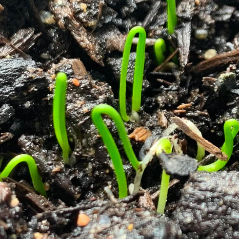 (2 Packs) Seed Needs Chive Seeds for Planting Garlic Chives - Non-GMO Heirloom & Untreated Perennial Herbs to Grow an