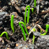 (2 Packs) Seed Needs Chive Seeds for Planting Garlic Chives - Non-GMO Heirloom & Untreated Perennial Herbs to Grow an