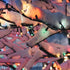 4' 20ct Northlight Mini Incandescent Christmas Lights - Multi-Color - Green Wire