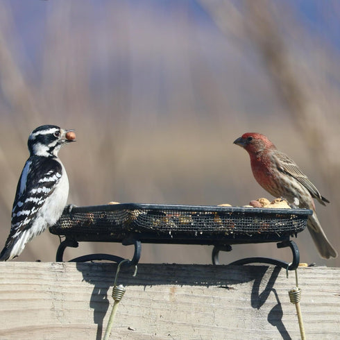 Wildlife and Bird Feeder, Deck and Ground Tray Feeder for Birds, Squirrels, Chipmunks, and Rabbits