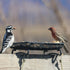Wildlife and Bird Feeder, Deck and Ground Tray Feeder for Birds, Squirrels, Chipmunks, and Rabbits