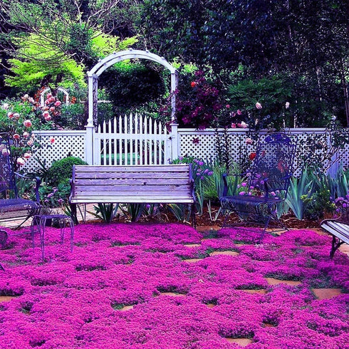 14000+Creeping Thyme Seeds for Planting Outdoor-Ground Cover Magic Carpet Thymus Serpyllum Cover Herb Plant Plant