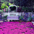 14000+Creeping Thyme Seeds for Planting Outdoor-Ground Cover Magic Carpet Thymus Serpyllum Cover Herb Plant Plant