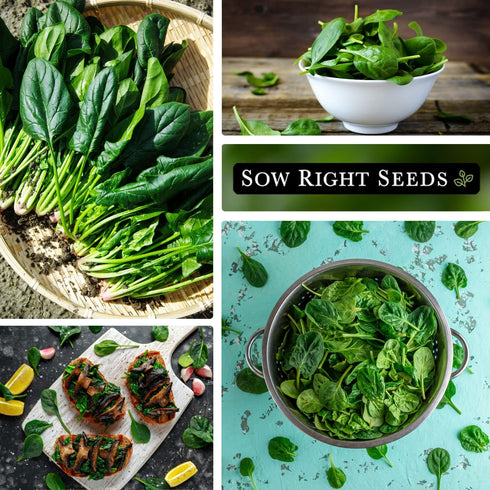 Packet (1) Sow Right Seeds - Viroflay Spinach Seed for Planting - Non-GMO Heirloom with Instructions to Plant a