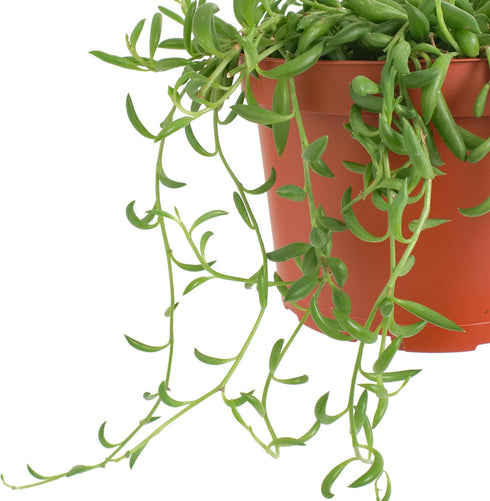 6" Shop Succulents String of Bananas Hanging Succulent, Fully Rooted Live Succulent Plant with Hanger, Low Maintenance